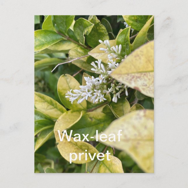 Wax-leaf Privet Postcard (Front)