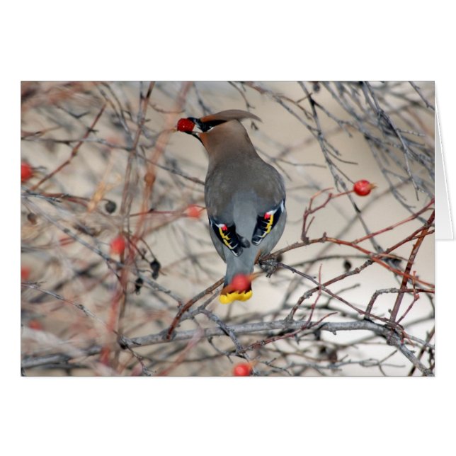 Waxwing Photo Card (Front Horizontal)