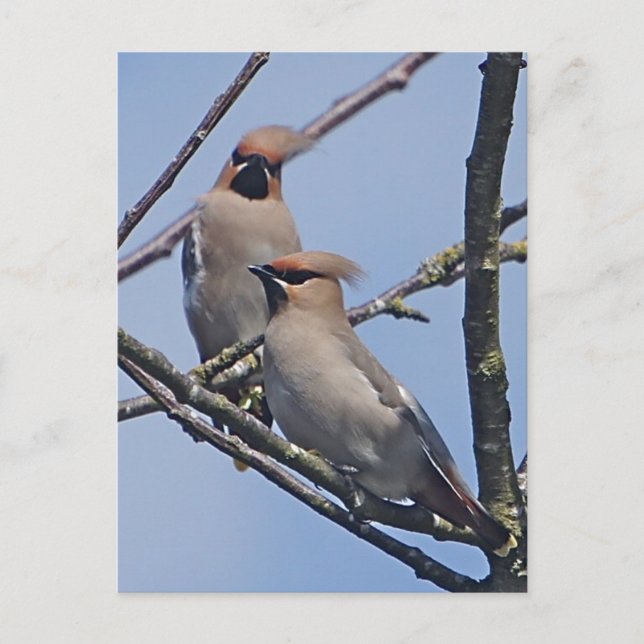 Waxwings Post Card (Front)