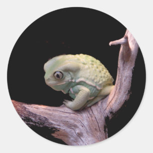 Waxy Monkey Frog Classic Round Sticker