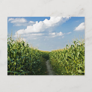 Way road between Corn field Postcard
