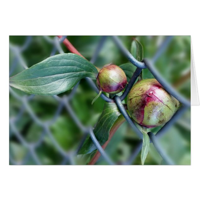 way through fence (Front Horizontal)