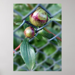 way through fence poster