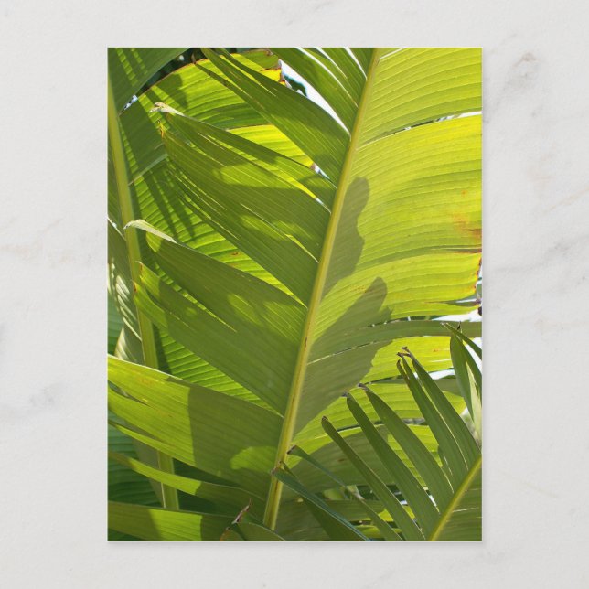 WC Banana Leaves Postcard (Front)