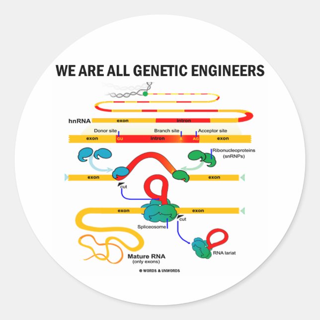 We Are All Genetic Engineers (RNA Splicing) Classic Round Sticker (Front)