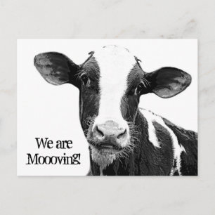 We are Moving! Moooving Change of Address Cow Announcement Postcard