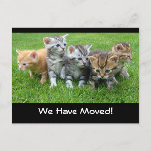We Have Moved Announcement Postcard with Kittens