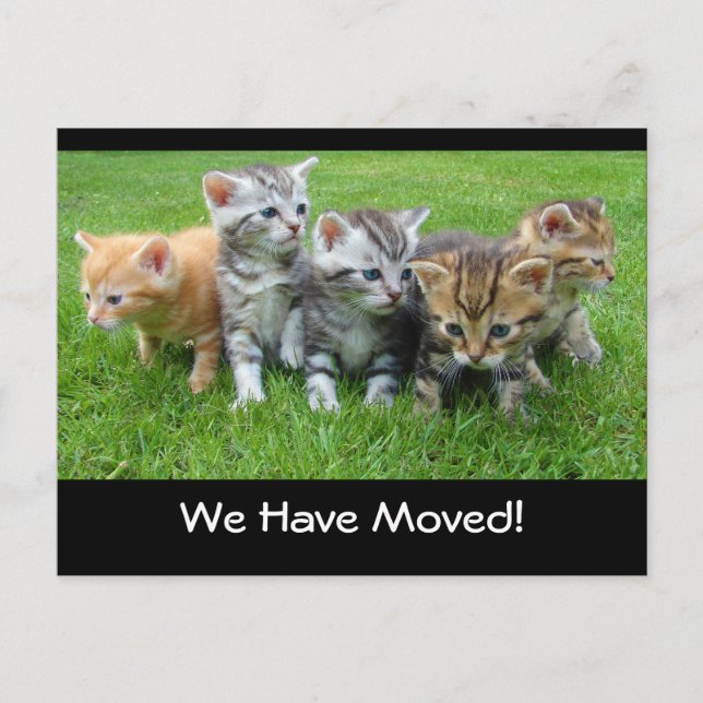 We Have Moved Announcement Postcard with Kittens (Front)