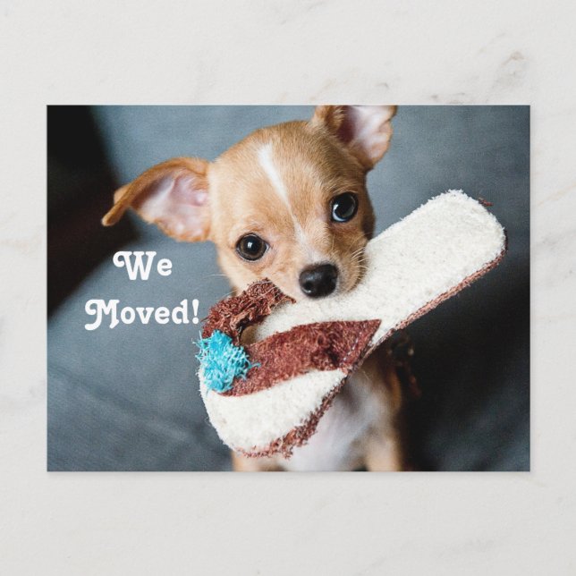 We Moved Chihuahua Announcement Postcard (Front)