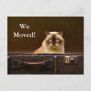 We Moved! New Address Announcement cat in suitcase Postcard