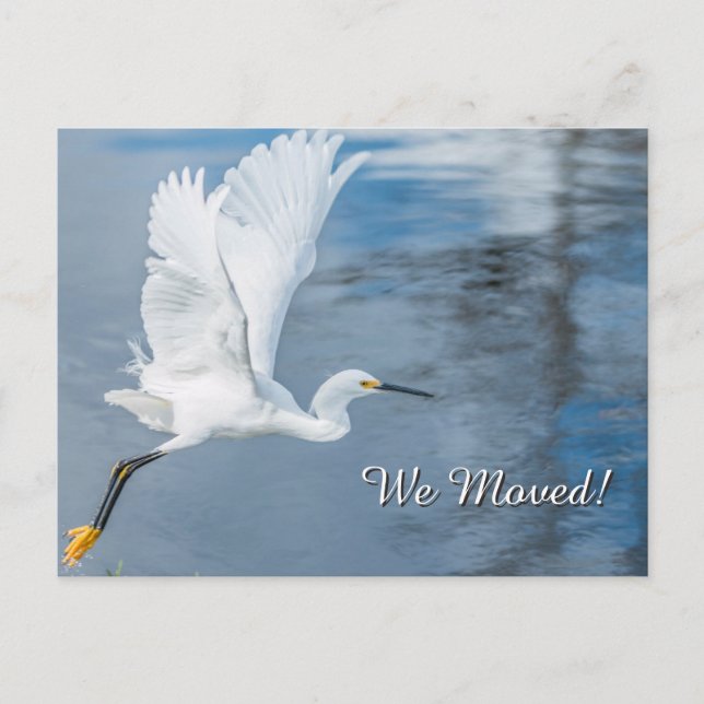 We Moved-White Snowy Egret in Flight Over Water Announcement Postcard (Front)