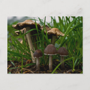 We Three Mushrooms 3 Postcard
