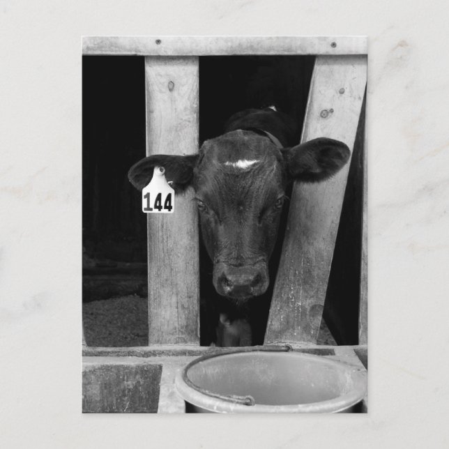 Weaned Postcard (Front)