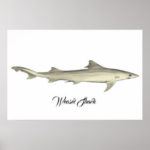 Weasel Shark Poster