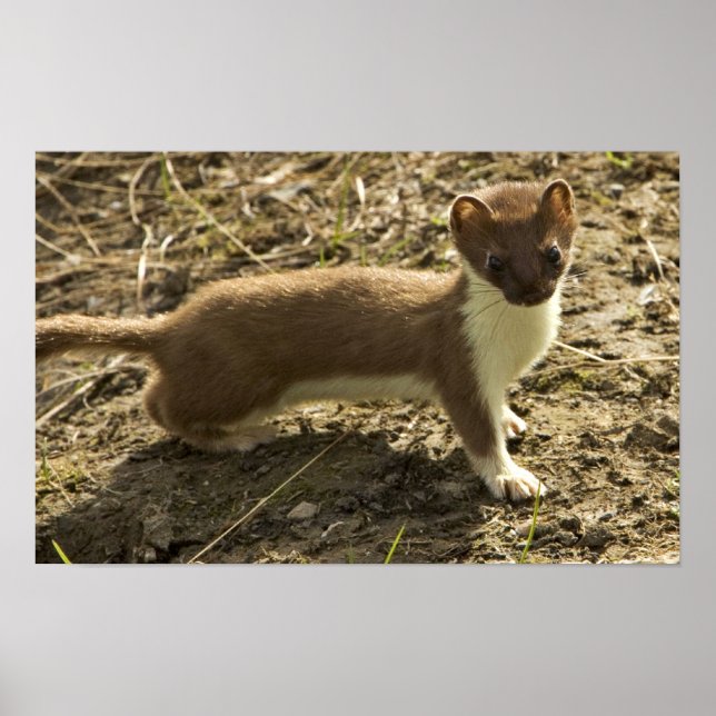 Weasel, Short-tailed Poster (Front)