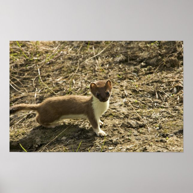 Weasel, Short-tailed Poster (Front)