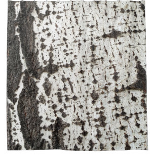 Weathered birch trunk