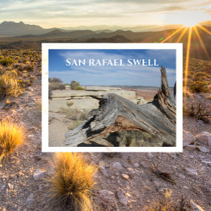 Weathered Fallen Tree, San Rafael Swell, Utah Postcard
