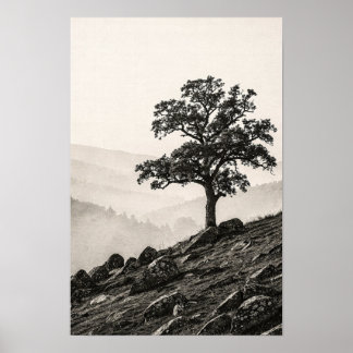 Weathered Oak Above a Misty Valley Poster