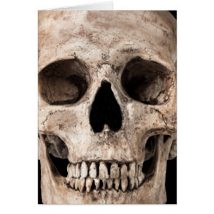 Weathered Old Skull
