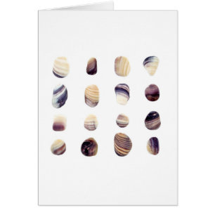 Weathered Seashells
