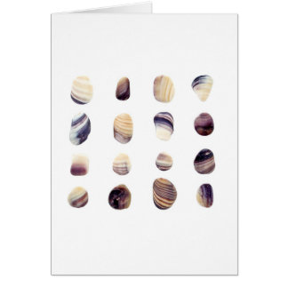 Weathered Seashells