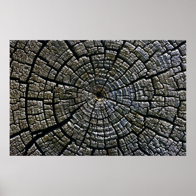 Weathered Tree Growth Rings Aztec Ruins Monument Poster (Front)