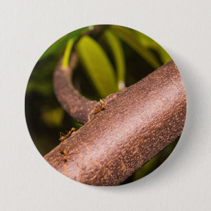 Weaver Ants on a Wood 3 Inch Round Button
