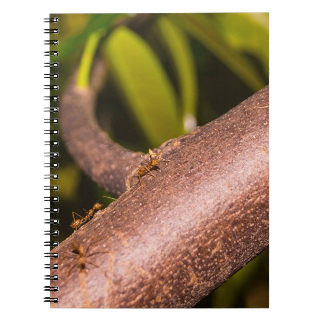 Weaver Ants on a Wood Notebook (Front)