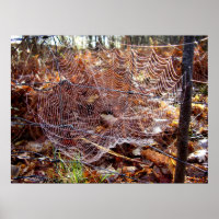 Web of European Garden Spider Poster