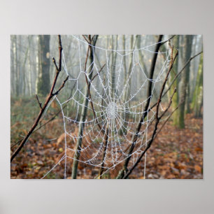 Web of European Garden Spider Poster