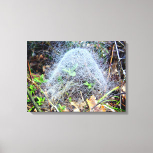 Web of Filmy Dome Spider Wrapped Canvas Print