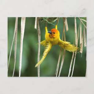 Weber Bird Postcard