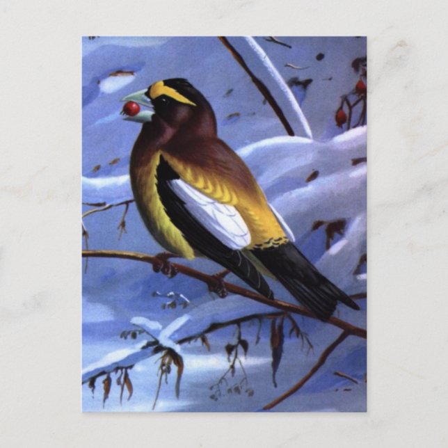 Weber's Evening Grosbeak Postcard (Front)