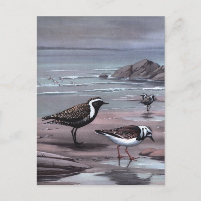 Weber's Plovers & Turnstones Postcard (Front)
