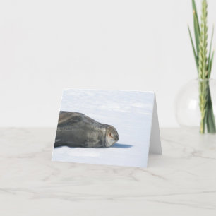 Weddell seal card