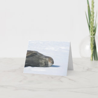 Weddell seal card