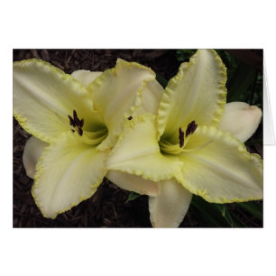 Wedding Band - Daylily