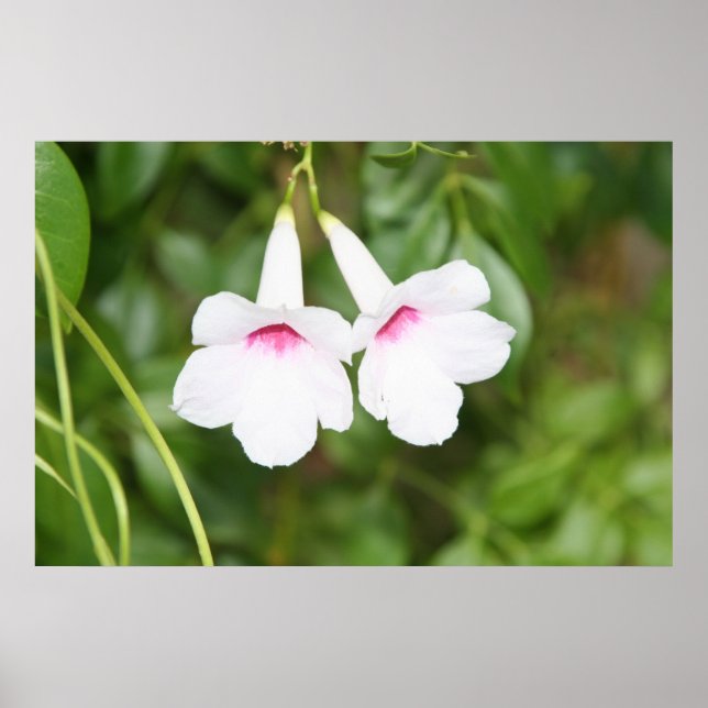 Wedding Bell Flower Poster (Front)