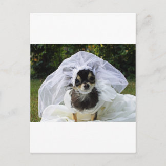 Wedding Chihuahua Bride Postcard