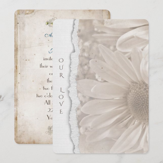 wedding daisy in sepia with torn paper edge invitation (Front/Back)