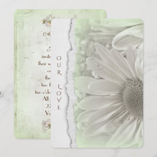 wedding daisy in soft  green with torn paper edge invitation (Front/Back)