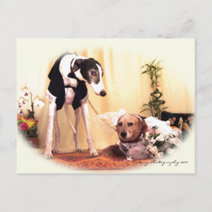 Wedding dogs postcard
