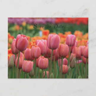 Wedding Postcard, Save the Date... Announcement Postcard