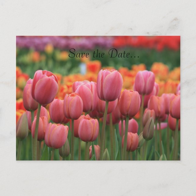 Wedding Postcard, Save the Date... Announcement Postcard (Front)