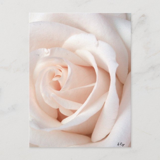 Wedding Rose Postcard (Front)