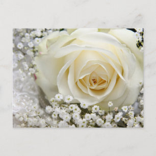 Wedding Rose Postcard