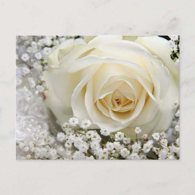 Wedding Rose Postcard (Front)