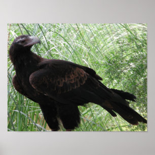 Wedge-tailed Eagle (Aquila audax) Poster