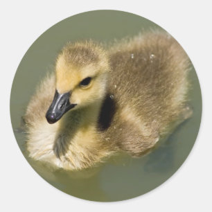 Wee Goose Swimming Classic Round Sticker